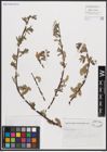 Foto von Salix cantabrica Rech. f.